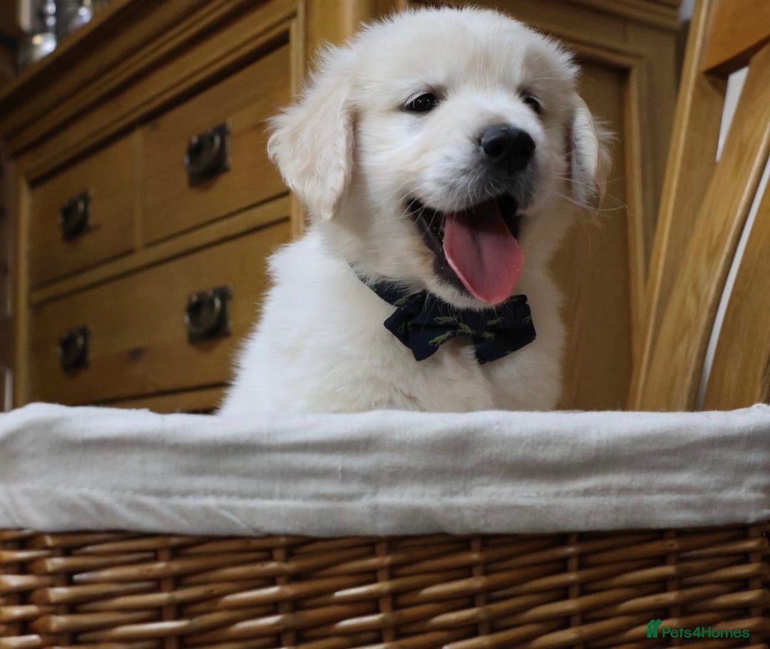 Golden Retriever dogs for sale: Out of DNA tested, kind & Champion bloodlines - Image 3