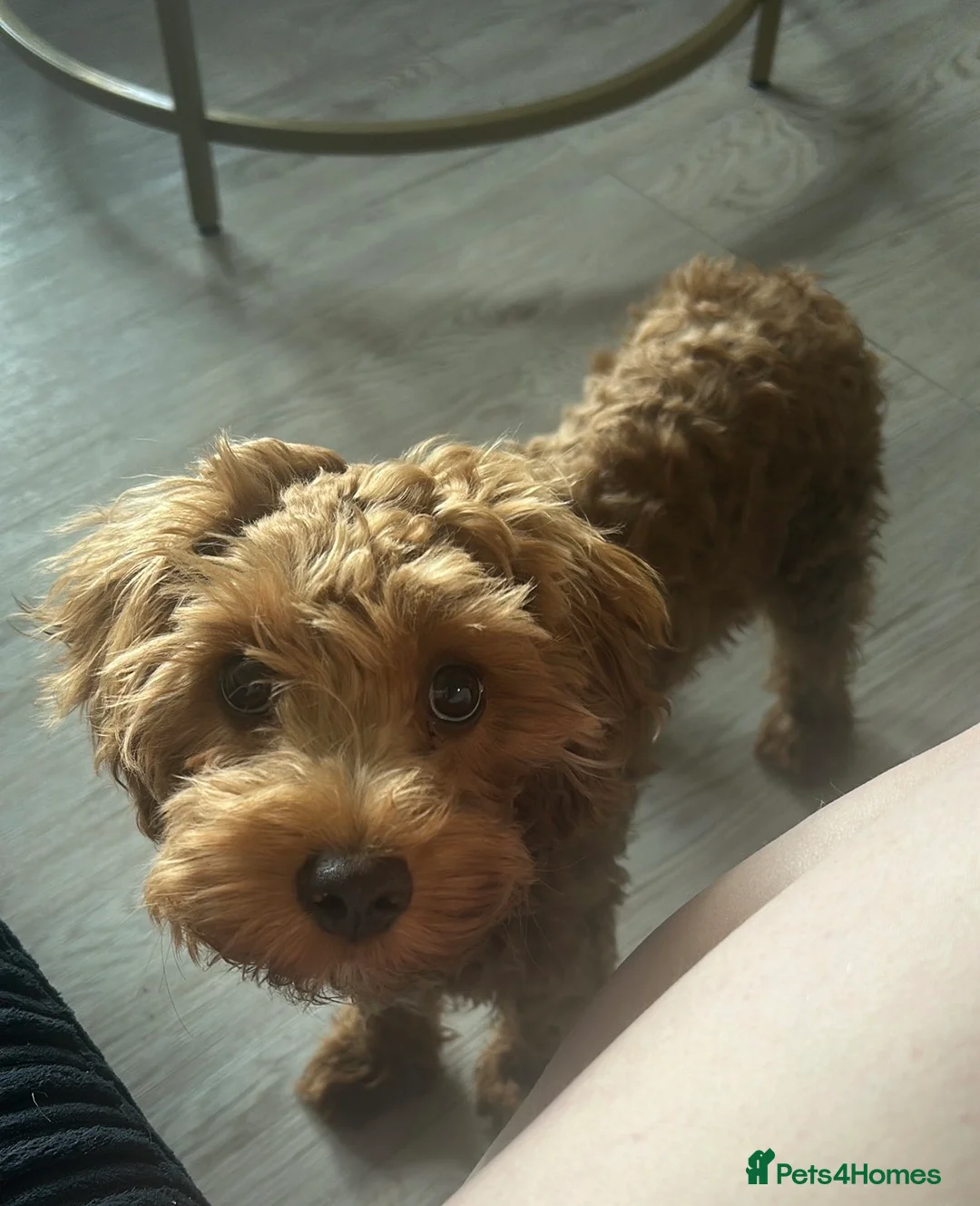 Cavapoo dogs for sale: Kobe 6 month old Cavapoo puppy - Advert 1