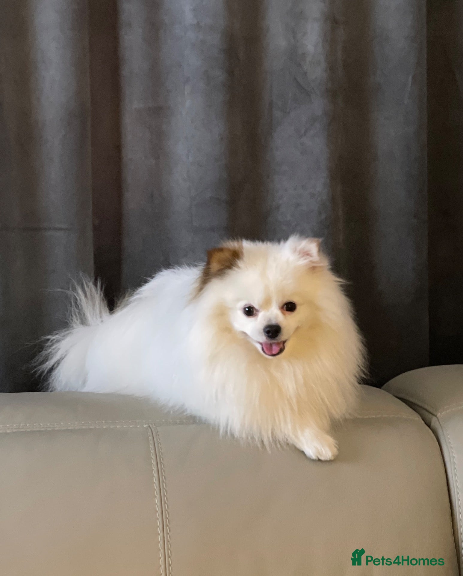 Pomeranian dogs Stunning Pomeranian for Stud  - Advert 1