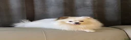 Pomeranian dogs for stud: Stunning Pomeranian for Stud  - Advert 1