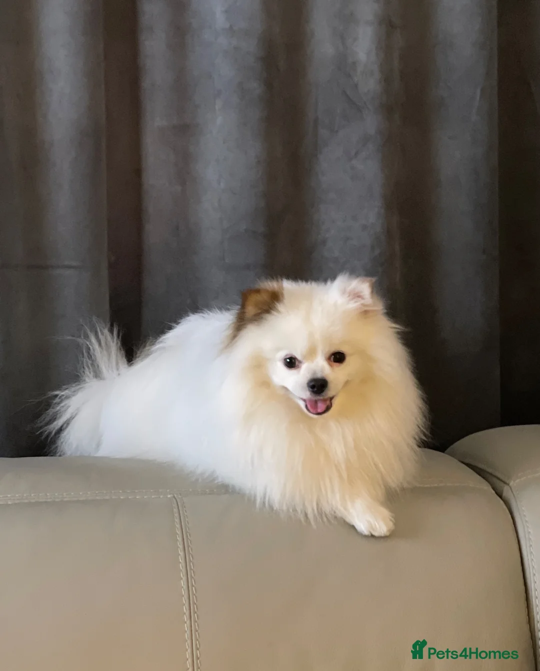 Pomeranian dogs for stud: Stunning Pomeranian for Stud  - Advert 1