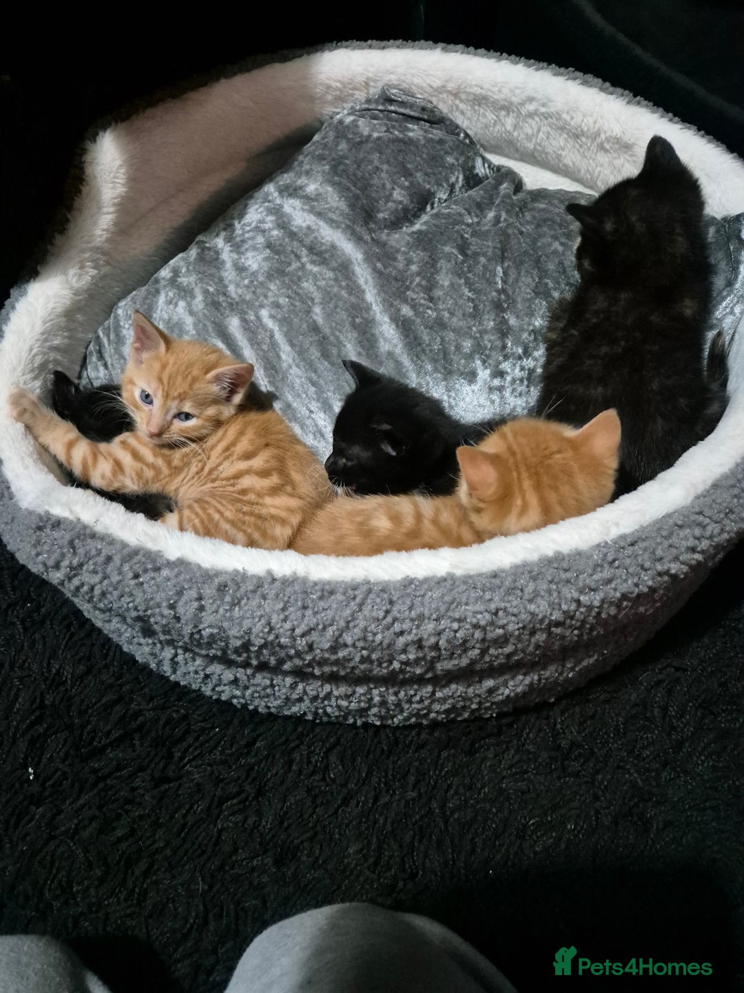 Mixed Breed cats for sale: Male kittens - Advert 9