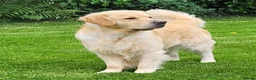Golden Retriever dogs for stud: Cesarka Golden Retrievers in Conwy - Advert 10