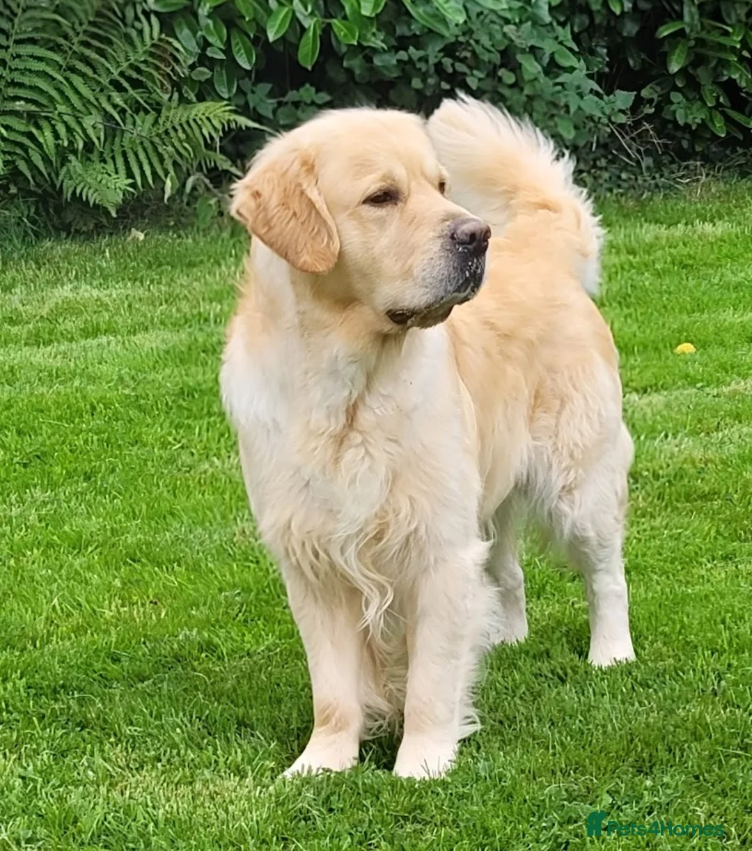 Golden Retriever dogs for stud: Cesarka Golden Retrievers in Conwy - Advert 10