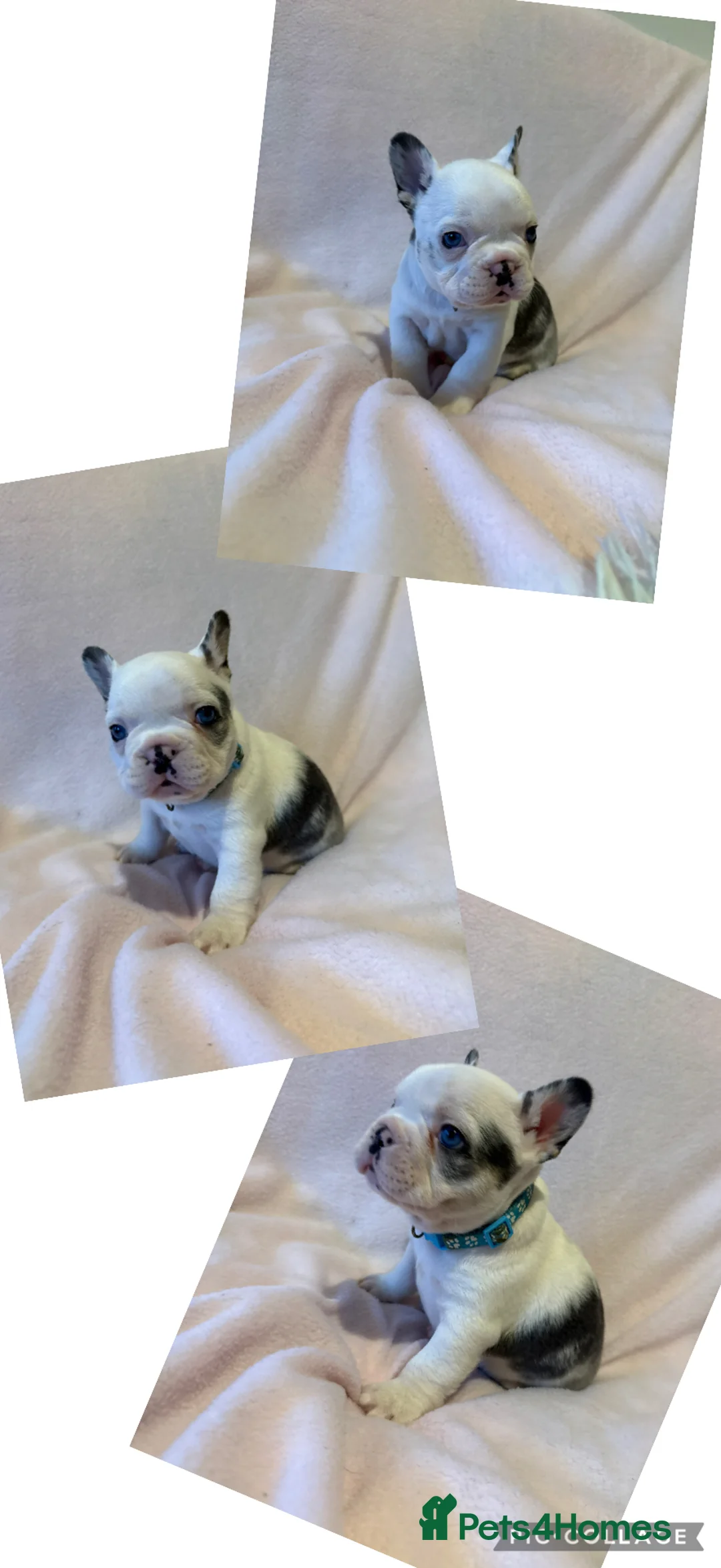 French Bulldog dogs for sale: LAST MALE LEFT beautiful KC reg French Bulldog - Advert 31