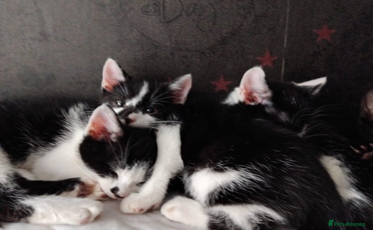 Mixed Breed cats - Advert 16