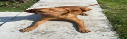 Hungarian Vizsla dogs for sale: Hungarian vizsler 4 years old in Ulverston - Advert 2