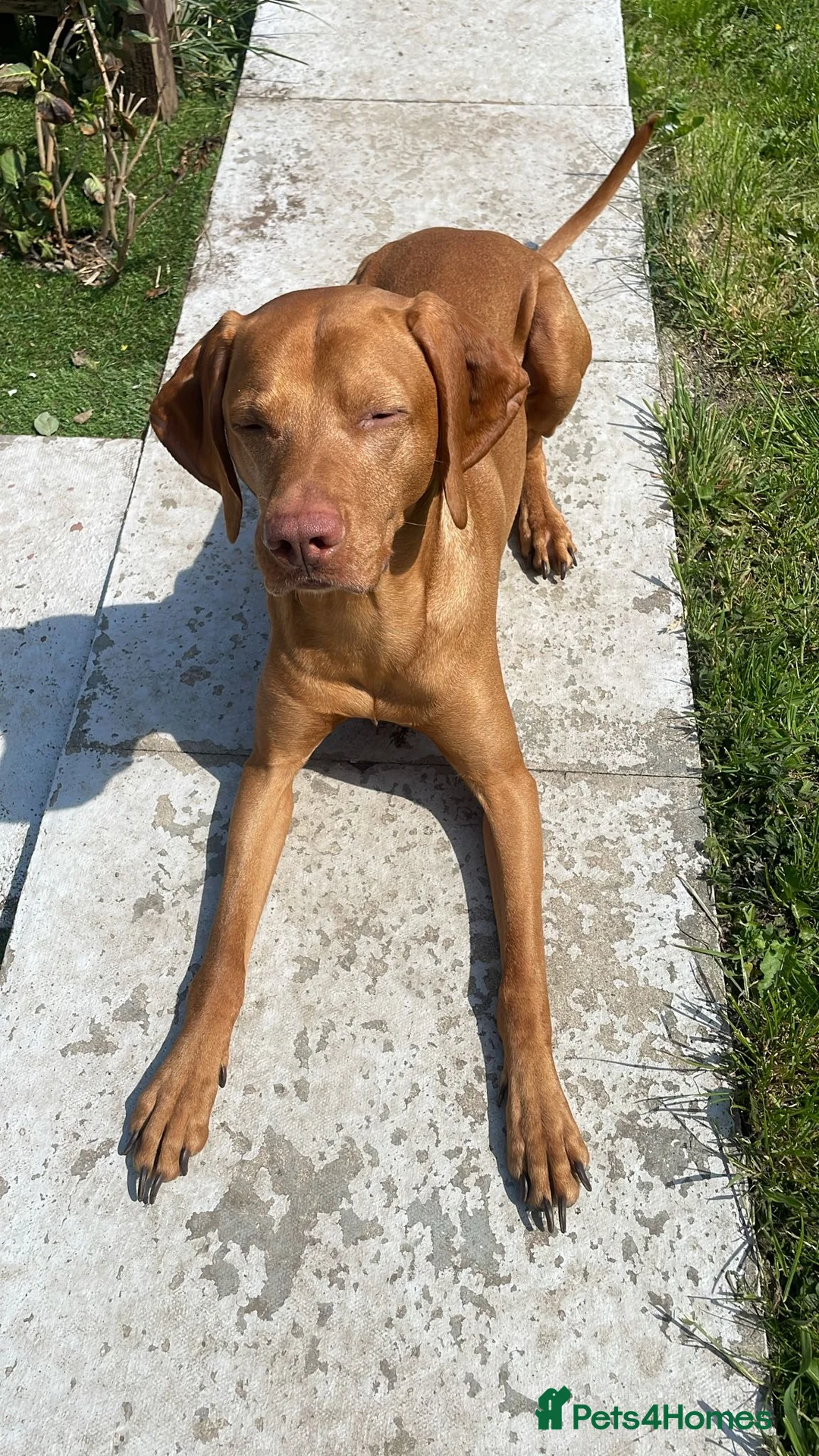 Hungarian Vizsla dogs for sale: Hungarian vizsler 4 years old in Ulverston - Advert 2