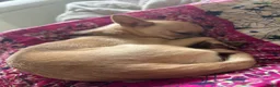 Chihuahua dogs for sale: 🐾 LOVING FOREVER HOME WANTED FOR SOBY 🐾 in Coventry - Advert 12