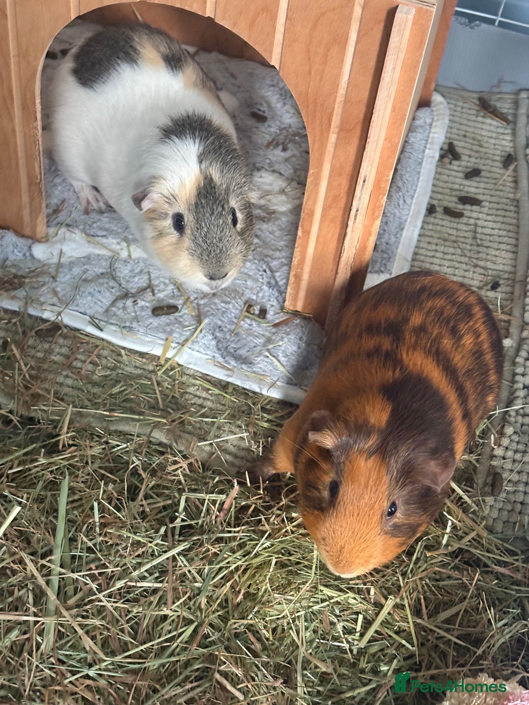 Guinea Pig rodents for sale: Meet Ted & Tigger Looking For A Happy Home - Advert 1