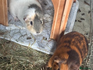Guinea Pig rodents Meet Ted & Tigger Looking For A Happy Home - Advert 1
