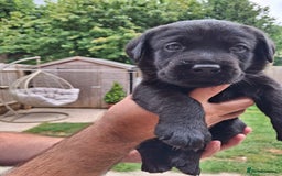 Labrador Retriever dogs for sale: six boys and six girls - Image 10