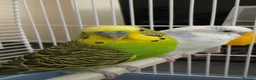Budgerigars birds for sale: Two budgies for sale  in London - Advert 2