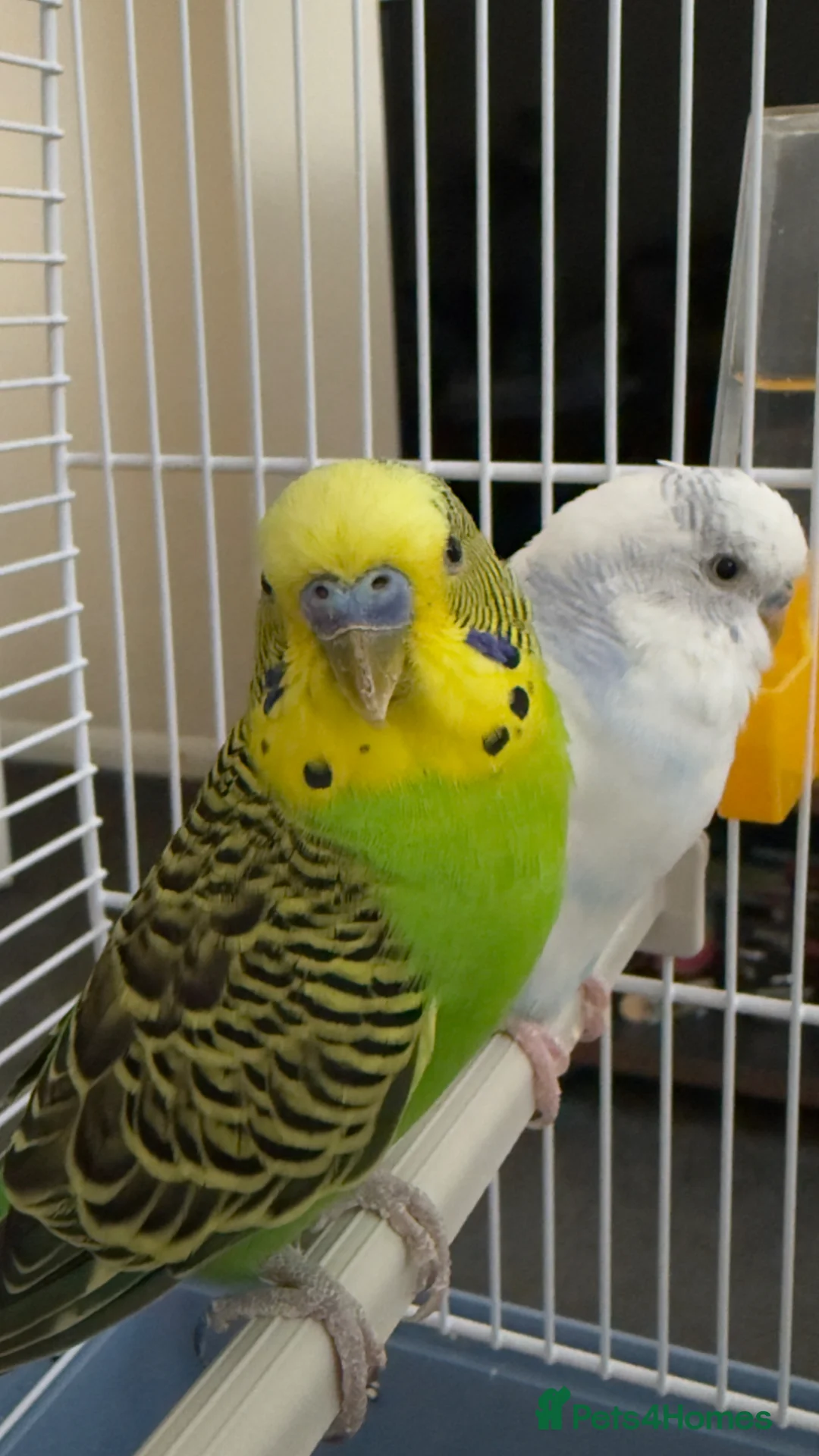 Budgerigars birds for sale: Two budgies for sale  in London - Advert 2