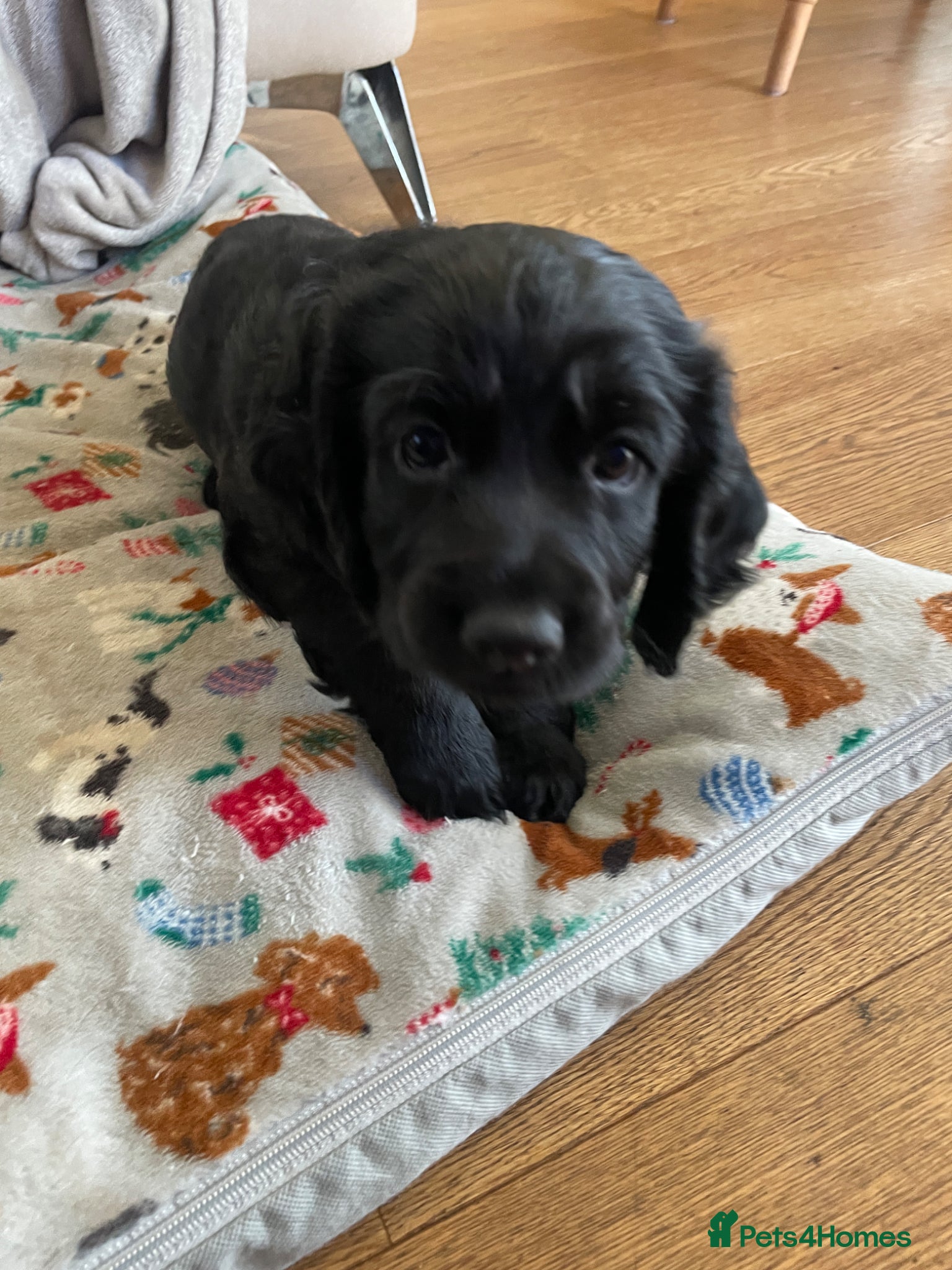 Cocker Spaniel dogs Cocker Spaniel males - Advert 12