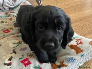 Cocker Spaniel dogs Cocker Spaniel males - Advert 12