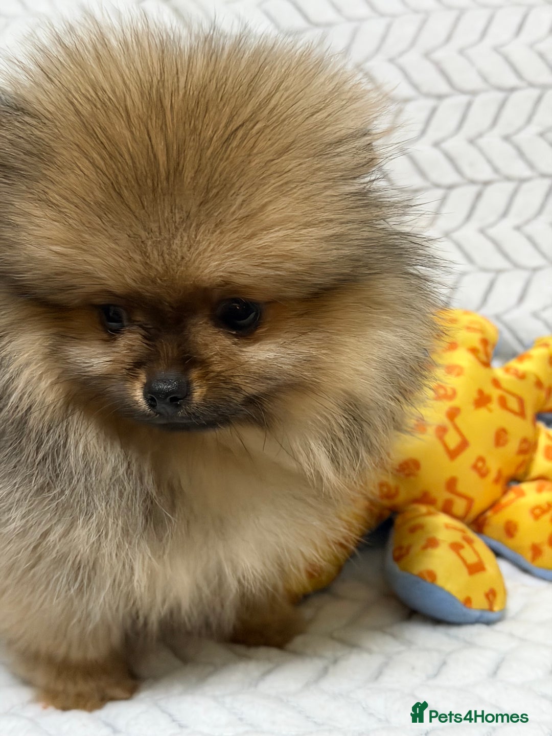 Pomeranian dogs for sale: ***Exquisite Kc reg Pomeranian Puppies *** - Advert 9