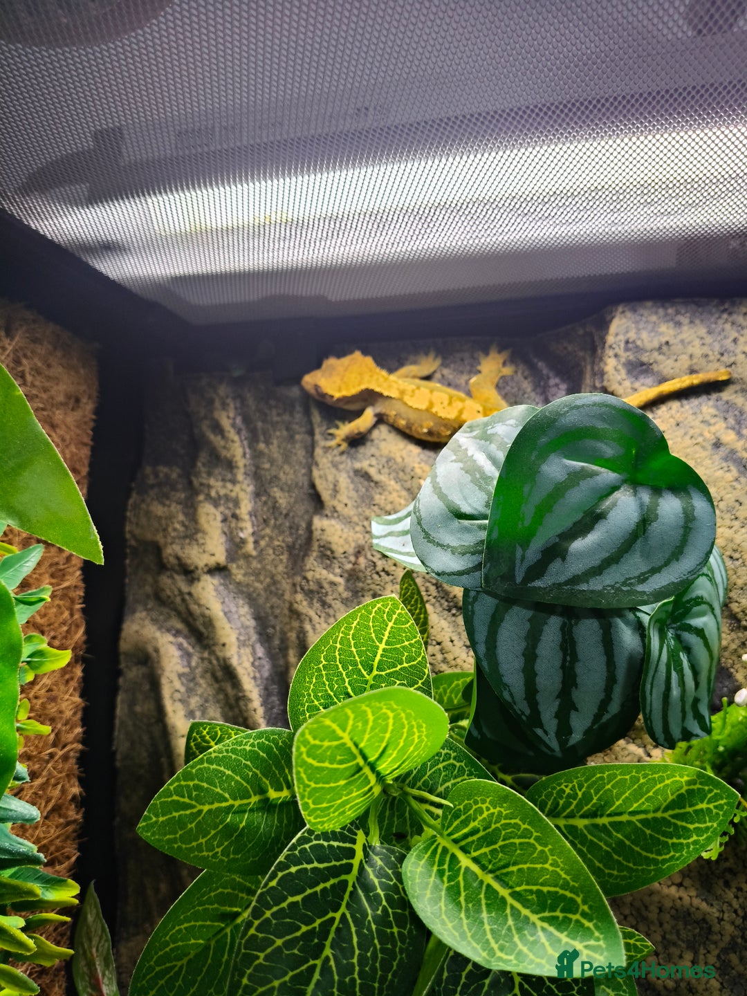 Gecko reptiles for sale: Crested Gecko with enclosure - female - Advert 4