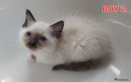Ragdoll cats for sale: RAGDOLLS GIRLS BOYS BICOLOUR SEAL POINT BLUE EYES  - Image 9