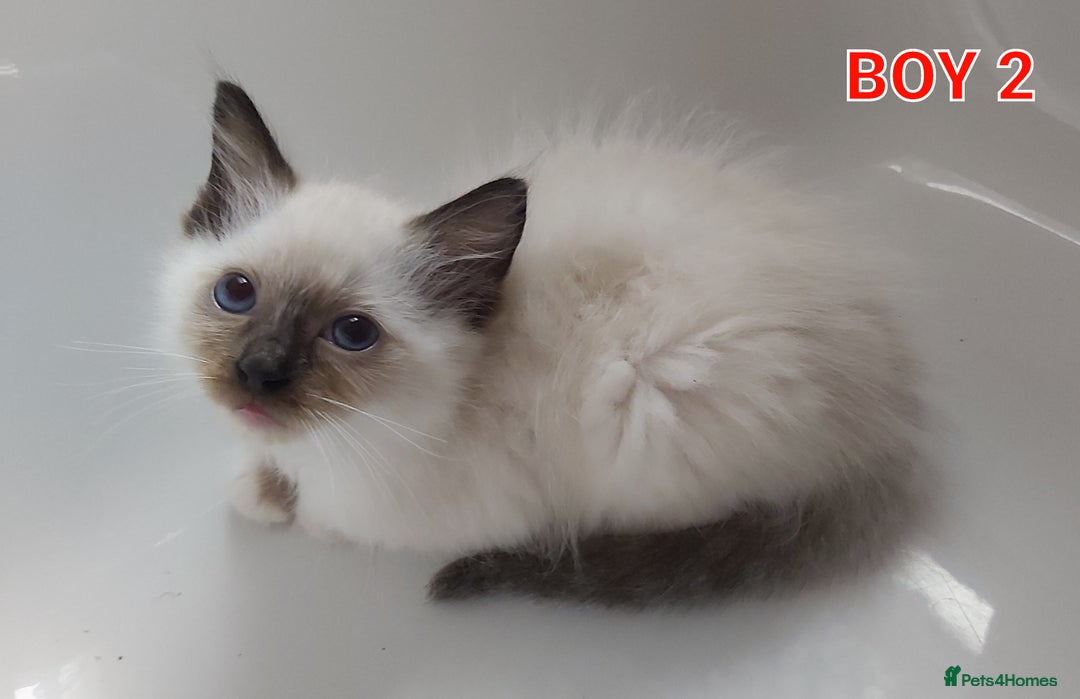 Ragdoll cats for sale: RAGDOLLS GIRLS BOYS BICOLOUR SEAL POINT BLUE EYES  - Image 9