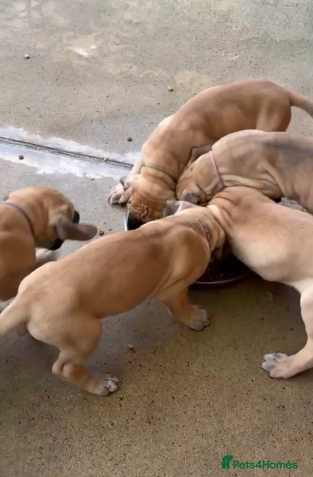 Great Dane dogs for sale: Primus Great Danes - Advert 2