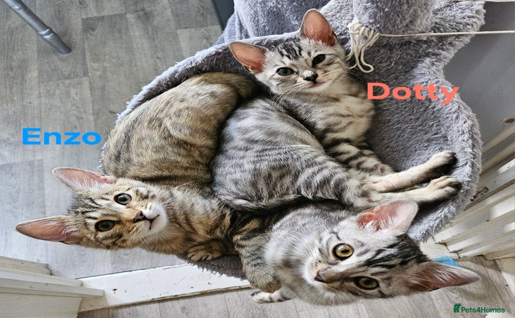 Bengal cats - Advert 1