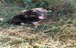 Mixed Breed dogs for adoption: ROBY, a superb puppy boy - for a Loving Home - Image 5