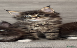 Maine Coon cats for sale: TICA DNA tested 5 Gen Pedigree  - Image 9