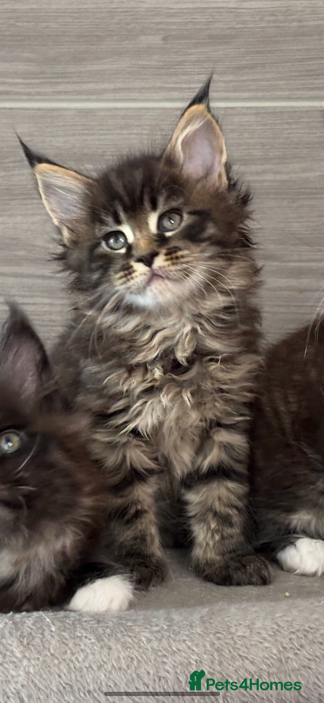 Maine Coon cats for sale: TICA DNA tested 5 Gen Pedigree  - Image 9
