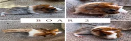 Guinea Pig rodents for sale: 3 Abyssinian Boars - Advert 2