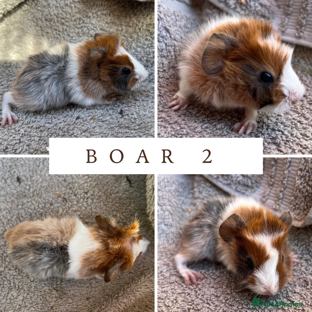Guinea Pig rodents for sale: 3 Abyssinian Boars - Advert 2