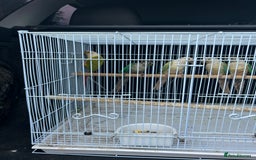 Conures birds for sale: Conures  - Image 2