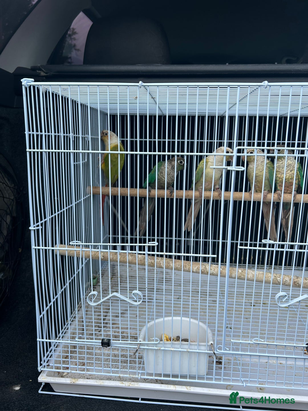 Conures birds for sale: Conures  - Image 2