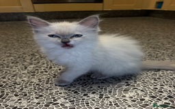Ragdoll cats for sale: Pedigree Point Ragdoll kittens  - Image 9