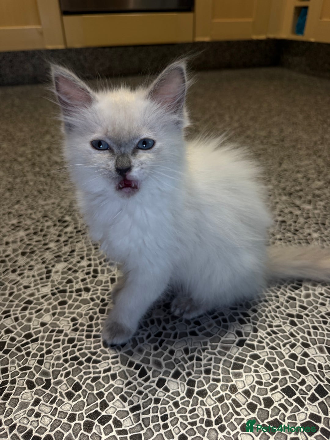 Ragdoll cats for sale: Pedigree Point Ragdoll kittens  - Image 9