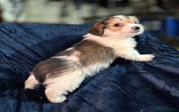 Mixed Breed dogs for sale: 3/4 spaniels 1/4 jack Russel puppy’s 🩷 - Image 24