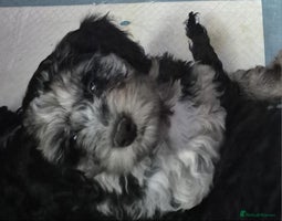 Cockapoo dogs - Advert 6