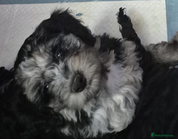 Cockapoo dogs - Advert 7