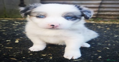 Border Collie dogs - Advert 15