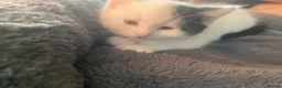 Mixed Breed cats for sale: Four beautiful kittens ready to go to a great home - Advert 5