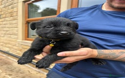 Mixed Breed dogs for sale: Mixed giant schnauzer x rottweiler puppies - Image 10