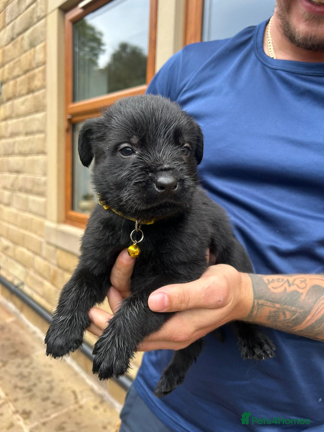 Mixed Breed dogs for sale: Mixed giant schnauzer x rottweiler puppies - Image 10