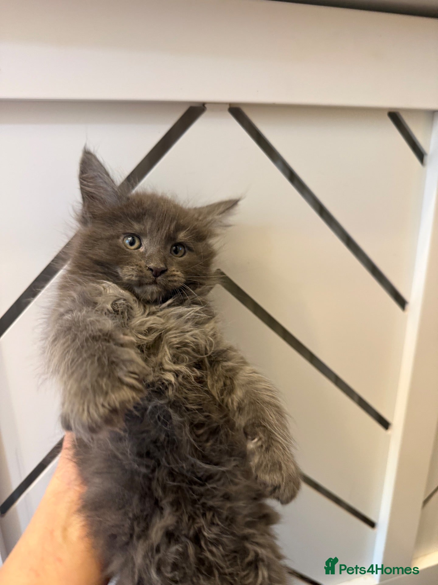 Maine Coon cats Pedigree Main Coone Kittens, TICA Registered 🏆 - Advert 4