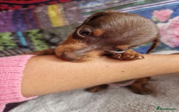 Miniature Dachshund dogs for sale: Miniature Dachshund Pups - Image 14