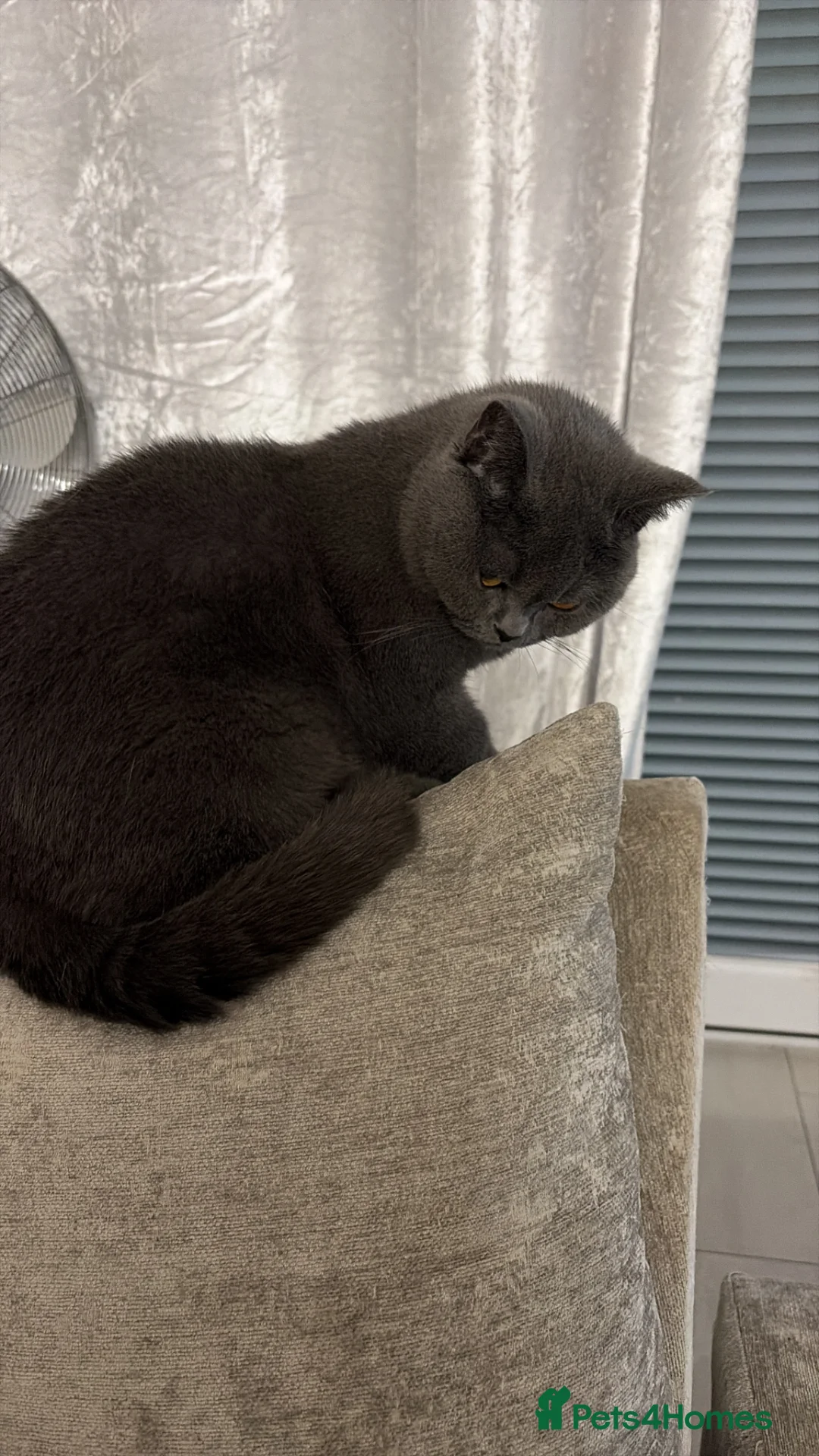 American Shorthair cats for sale: British short hair kittens  - Advert 2