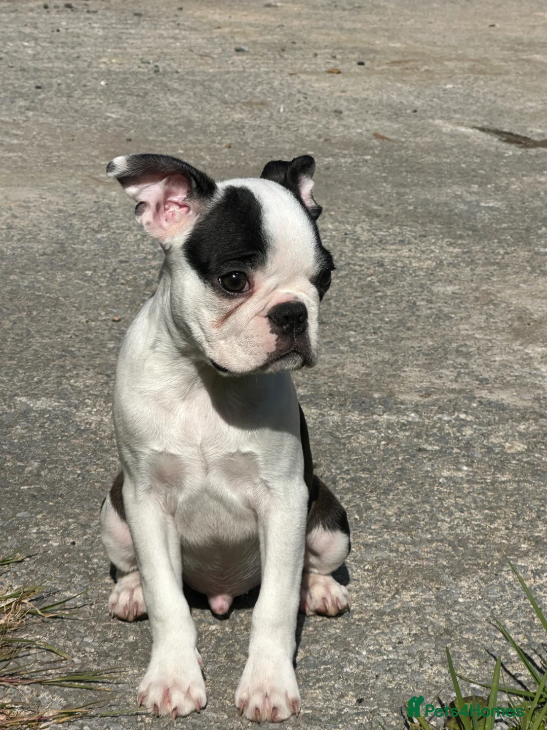 Boston Terrier dogs for sale: Stunning Boston Terrier Pup 1 Boy Left 💙 - Advert 2