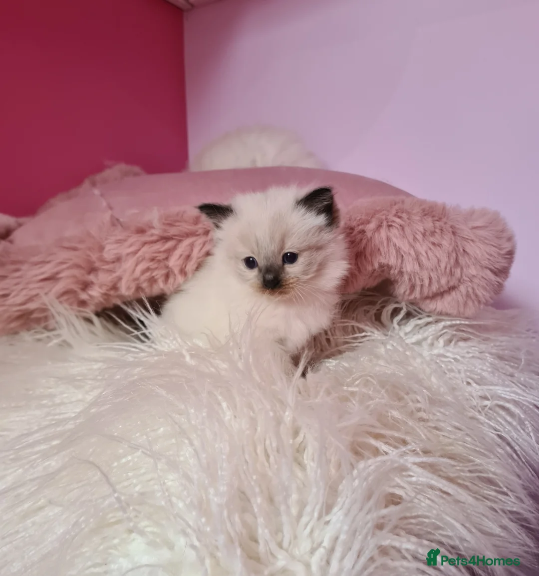 Ragdoll cats for stud: LARGE PROVEN STUD (blue point) RAGDOLL in Brighouse - Advert 7