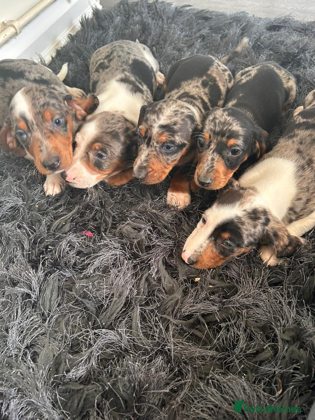 Miniature Dachshund dogs Miniature dachshund puppies blue dapple - Advert 1