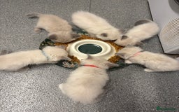 Ragdoll cats for sale: 4 male blue point ragdolls - Image 13