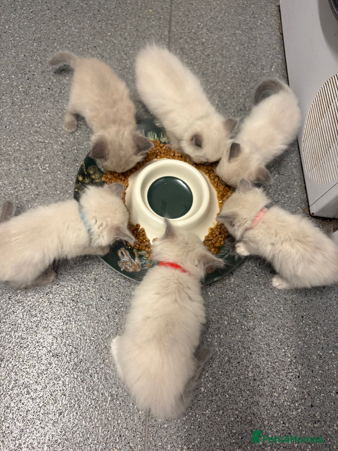 Ragdoll cats for sale: 4 male blue point ragdolls - Image 13